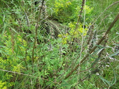 Leonurus glaucescens