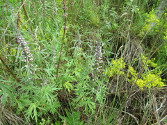 Leonurus glaucescens