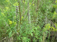 Leonurus glaucescens