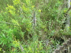 Leonurus glaucescens