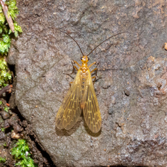 Brachypanorpa oregonensis