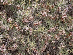 Acacia colletioides