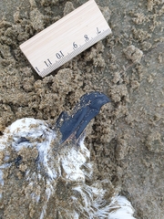Pterodroma lessonii