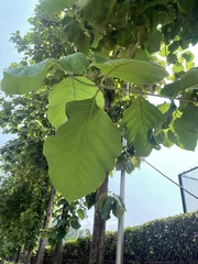 Tectona grandis