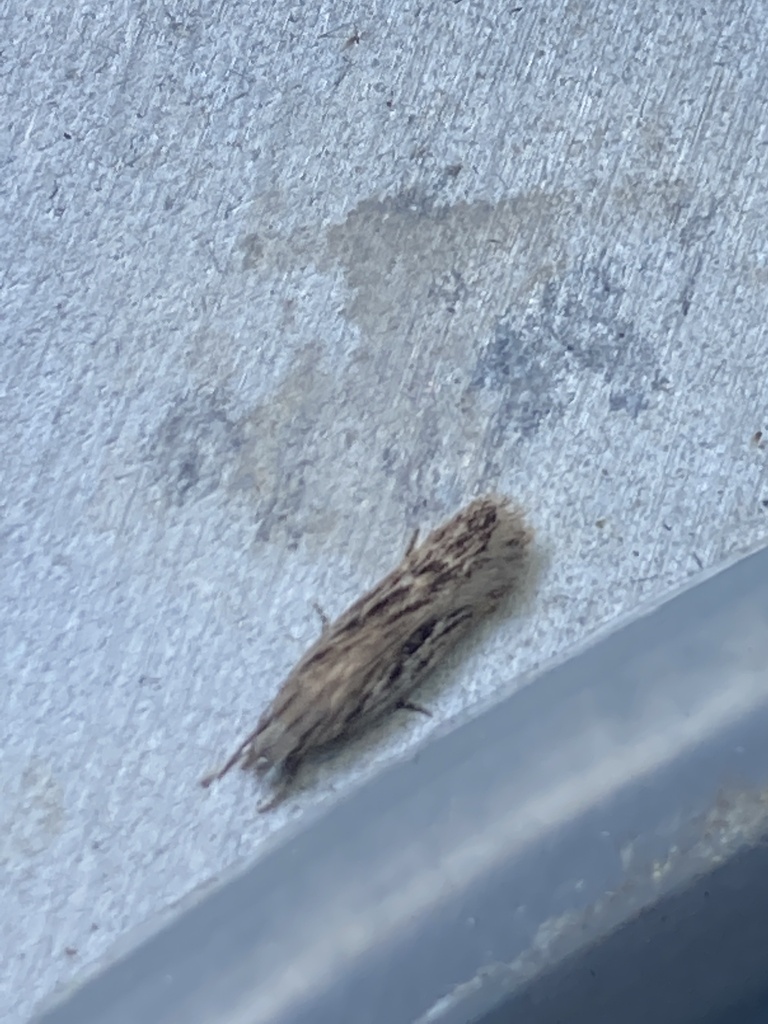 Cypress Groundling