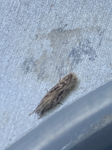 Cypress Groundling