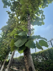 Tectona grandis