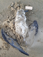 Pterodroma lessonii