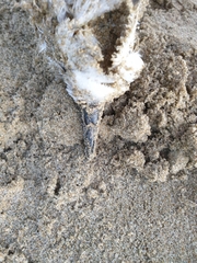 Pterodroma lessonii