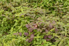 Alternanthera brasiliana