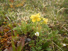 Potentilla biflora