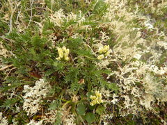 Oxytropis maydelliana
