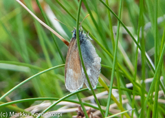Coenonympha tullia