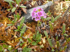 Cardamine purpurea