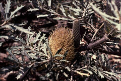Banksia canei