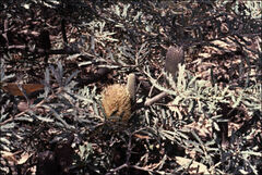 Banksia canei
