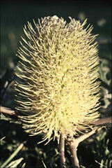 Banksia canei
