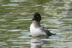Bucephala clangula