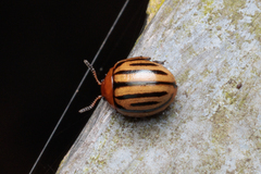 Plagiodera septemvittata