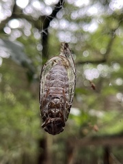 Tanna sozanensis