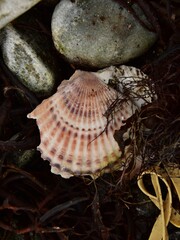 Aequipecten opercularis