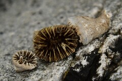 Caryophyllia smithii