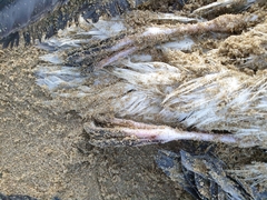 Pterodroma lessonii
