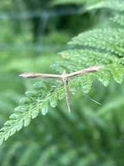 Stenoptilia pterodactyla