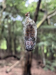 Tanna sozanensis