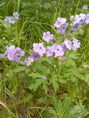 Geranium erianthum