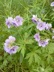 Geranium erianthum