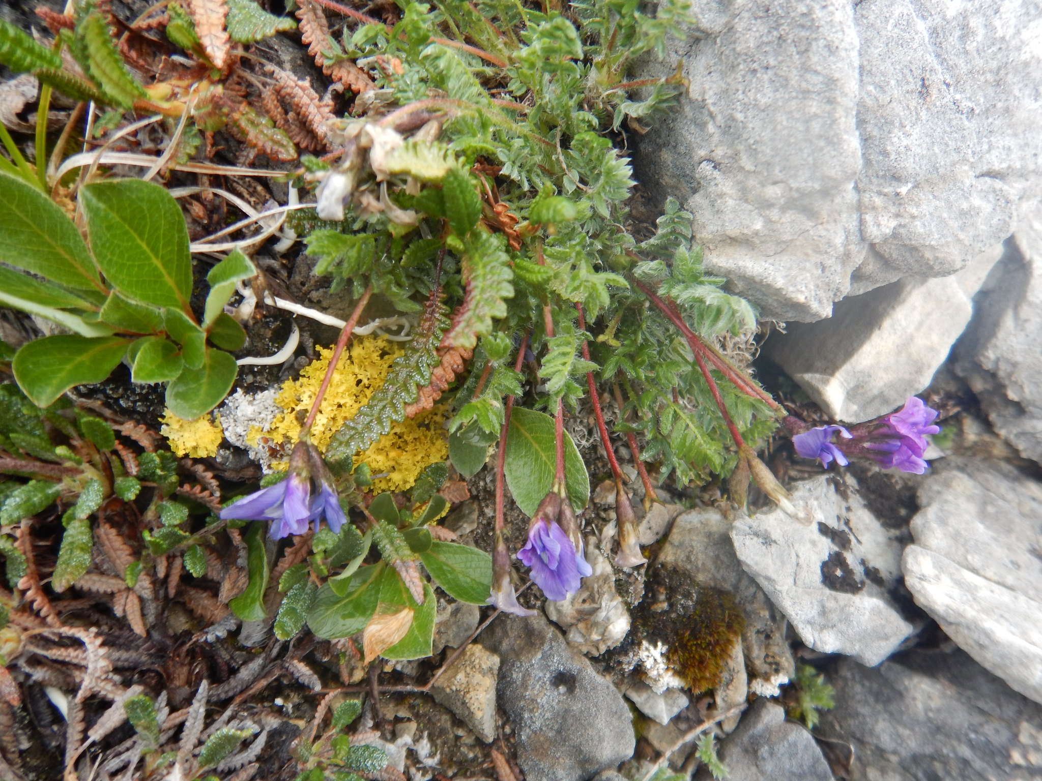Oxytropis nigrescens var. lonchopoda