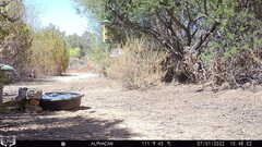 Haemorhous mexicanus