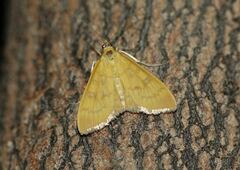 Mecyna lutealis