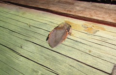 Gastropacha quercifolia