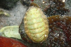 Lepidochitona cinerea