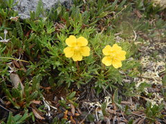 Potentilla biflora