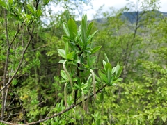Salix salwinensis