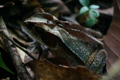 Incilius cristatus