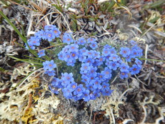 Eritrichium aretioides