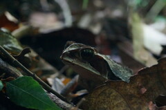 Incilius cristatus