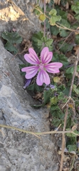 Malva sylvestris