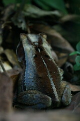 Incilius cristatus