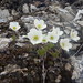 Small-flower Anemone - Photo (c) McCulley, Alice, some rights reserved (CC BY-NC), uploaded by McCulley, Alice