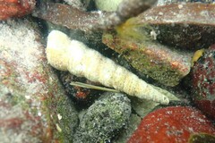 Turritellinella tricarinata