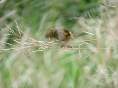 Chloris sinica