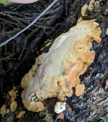 Gloeoporellus merulinus