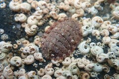 Lepidochitona cinerea