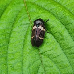 Ectemnonotum bivittatum