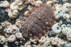 Lepidochitona cinerea